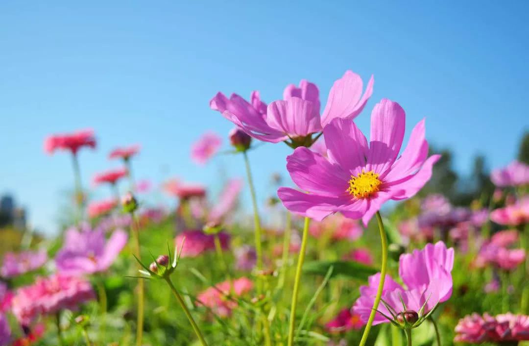 格桑花别号波斯菊 花语:幸福之花 随风摇曳,多姿多彩 为我们带来一份