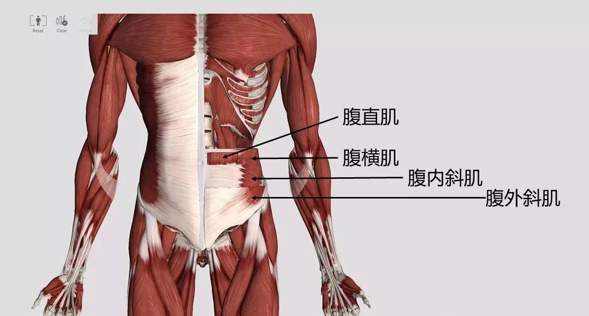 一文读懂瑜伽呼吸从在不在纠结是腹式呼吸还是胸式呼吸