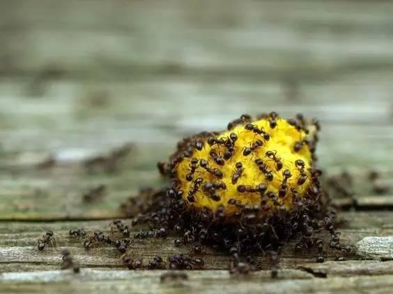 花盆里有蚂蚁怎么办?消灭蚂蚁的几个实用技巧