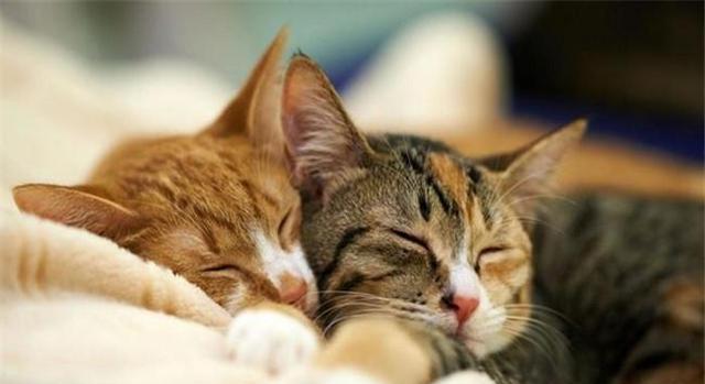 两只猫抱抱表情包