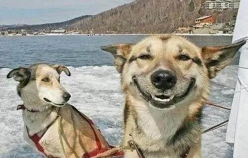 还有这种柴犬的蠢笑,这个假笑由来已久是日本土狗穿来的