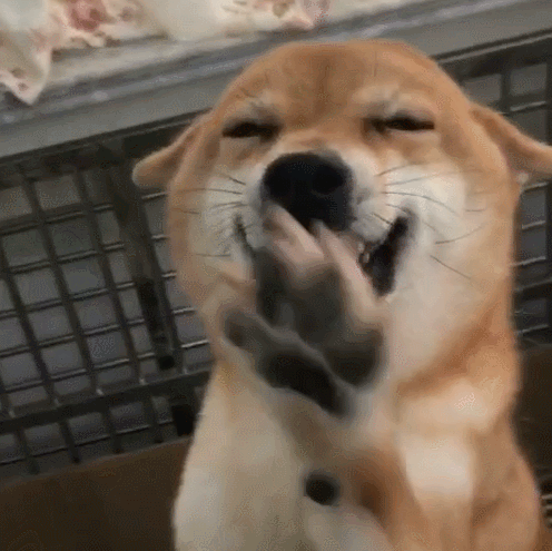 壁纸 动物 狗 狗狗 496_495 gif 动态图 动图