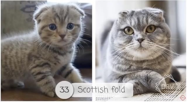 40 种猫咪成年前后对比，有变萌的、变帅的，还有变傻的……