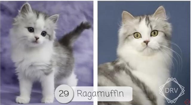 40 种猫咪成年前后对比，有变萌的、变帅的，还有变傻的……