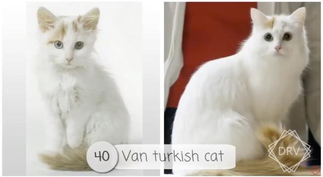 40 种猫咪成年前后对比，有变萌的、变帅的，还有变傻的……