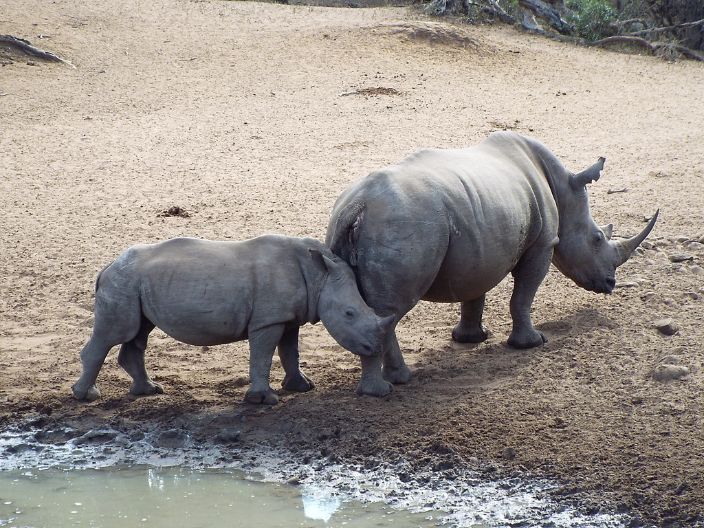 纳米比亚埃托沙国家公园犀牛 — 图库照片©Annalucasa＃81875676