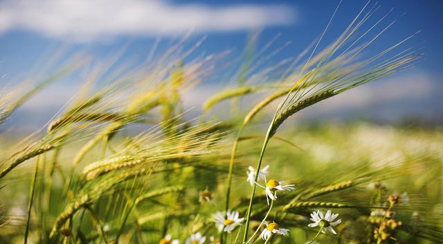 每日粮油:2018年新小麦即将收割上市 农民怎样