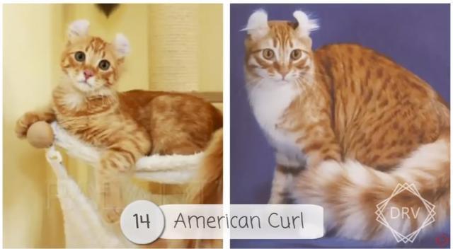 40 种猫咪成年前后对比，有变萌的、变帅的，还有变傻的……