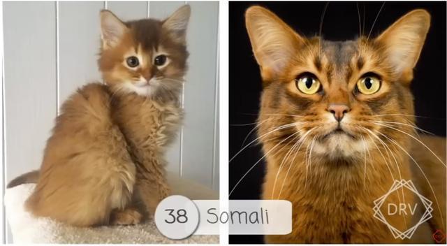 40 种猫咪成年前后对比，有变萌的、变帅的，还有变傻的……