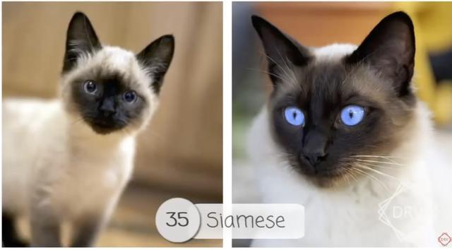 40 种猫咪成年前后对比，有变萌的、变帅的，还有变傻的……