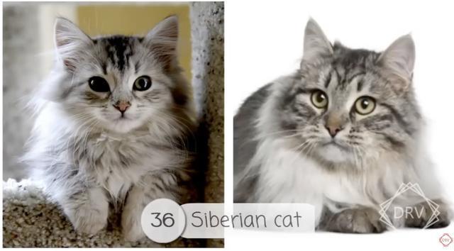 40 种猫咪成年前后对比，有变萌的、变帅的，还有变傻的……