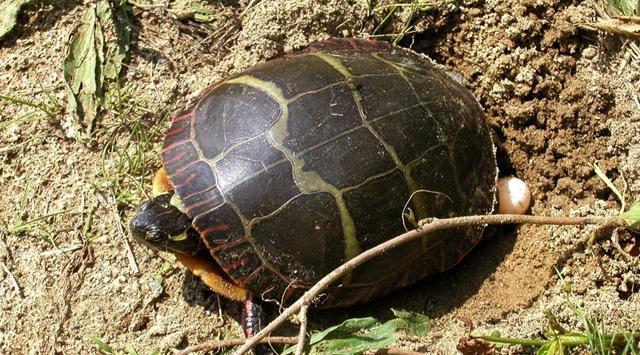 乌龟下蛋三大误区