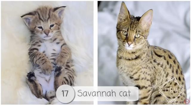 40 种猫咪成年前后对比，有变萌的、变帅的，还有变傻的……
