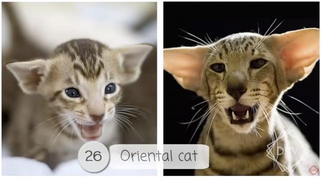 40 种猫咪成年前后对比，有变萌的、变帅的，还有变傻的……