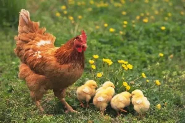 而母鸡带着一群小鸡移动的画面,也容易让人想起一块在美国华盛顿特区