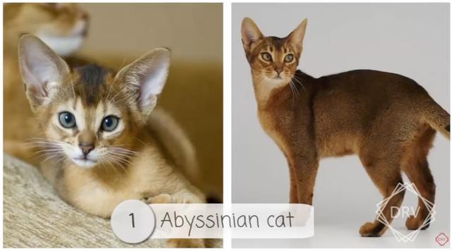 40 种猫咪成年前后对比，有变萌的、变帅的，还有变傻的……