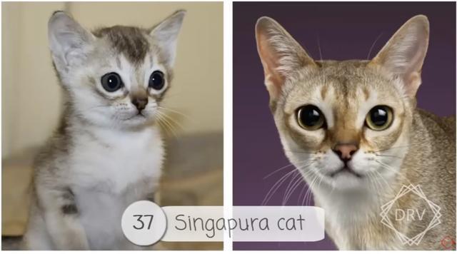 40 种猫咪成年前后对比，有变萌的、变帅的，还有变傻的……