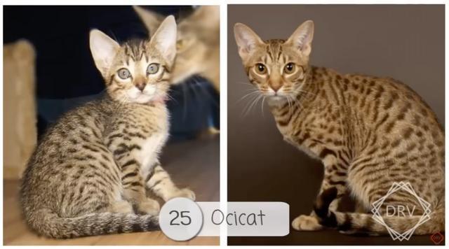 40 种猫咪成年前后对比，有变萌的、变帅的，还有变傻的……