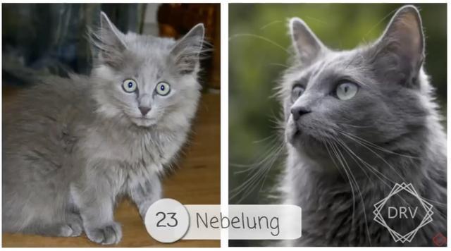40 种猫咪成年前后对比，有变萌的、变帅的，还有变傻的……