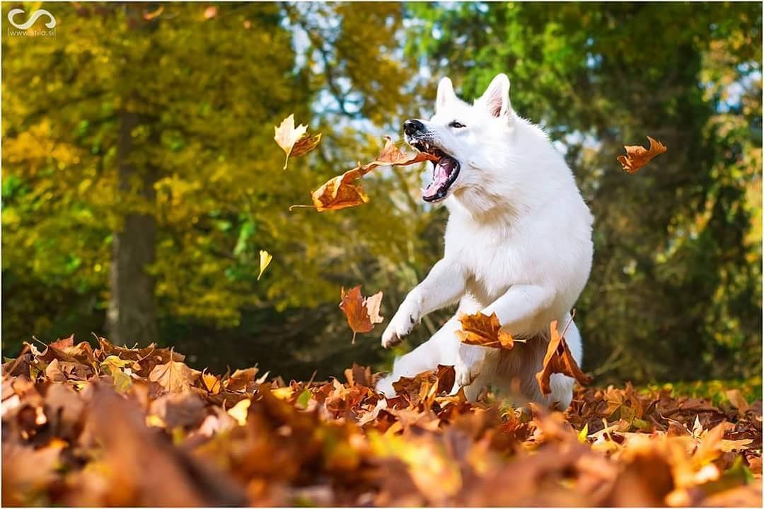 白色瑞士牧羊犬，说是犬中贵族不为过!