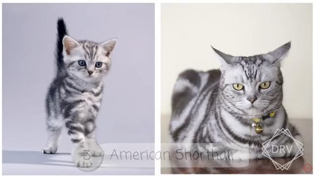 40 种猫咪成年前后对比，有变萌的、变帅的，还有变傻的……