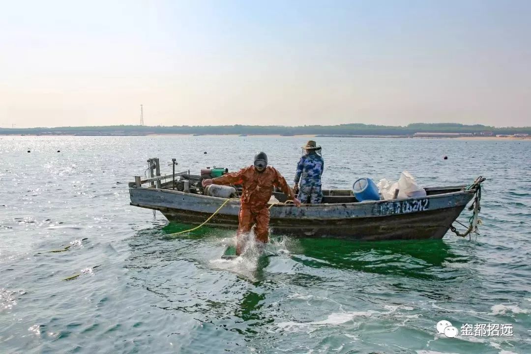 招远特产-【渤海参】海捕场景大曝光!速围观
