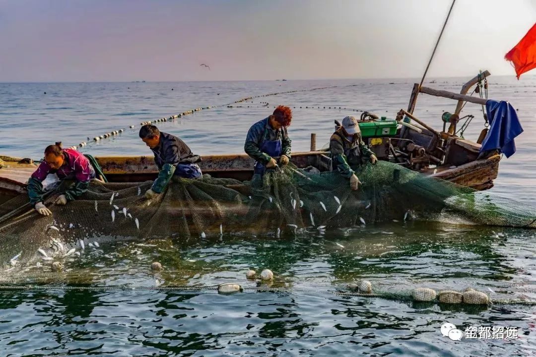 招远特产-【渤海参】海捕场景大曝光!速围观