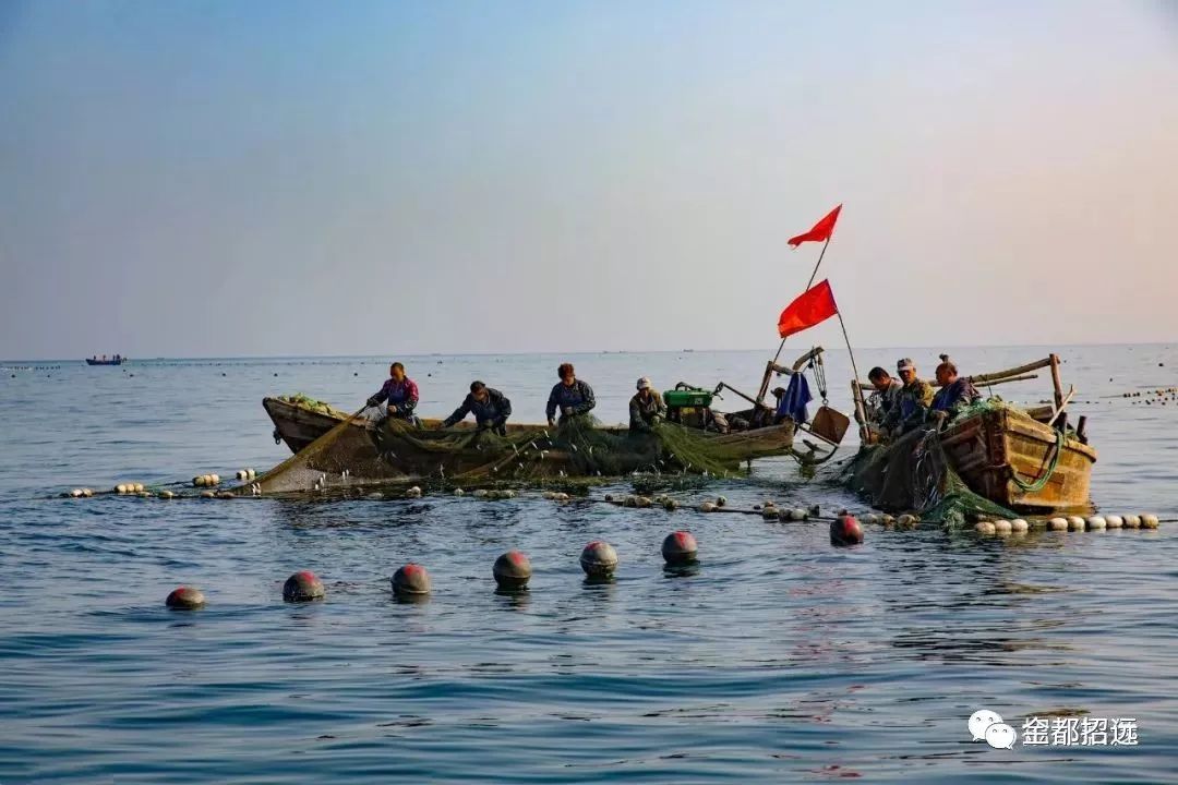 招远特产-【渤海参】海捕场景大曝光!速围观