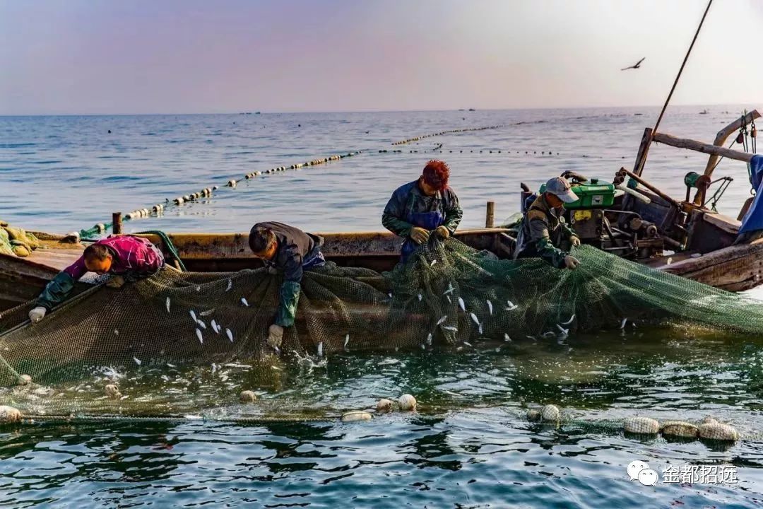 招远特产-【渤海参】海捕场景大曝光!速围观