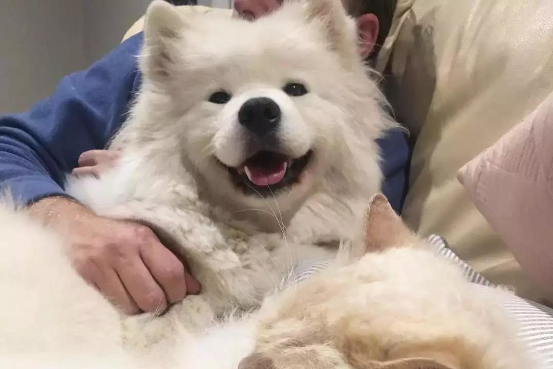 务必要给铲屎官一个后宫平和安定的印象!