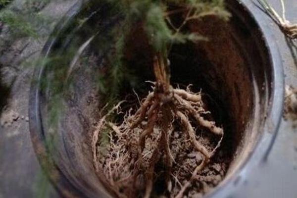 手把手教你给文竹盆栽进行分盆，使文竹依然茂盛翠绿！