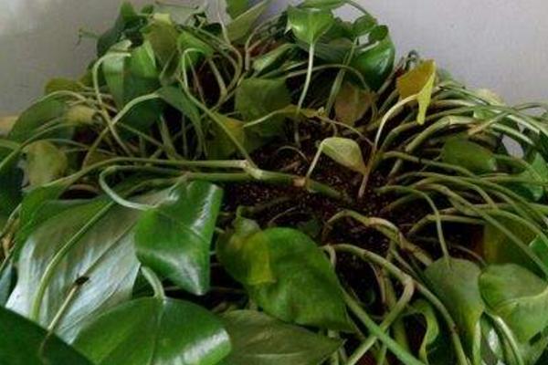 水培绿萝多久换一次水