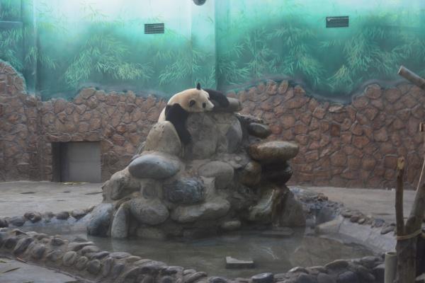 有什么适合老人旅游的地方?成都这5个地方最