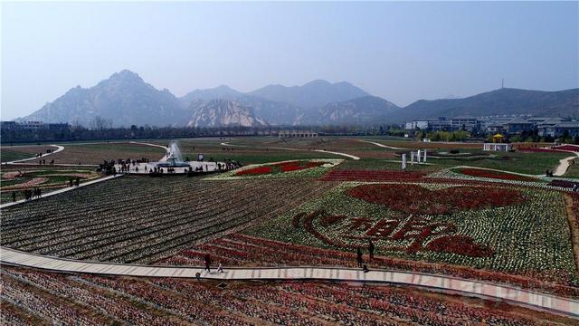 遂平:千亩郁金香绽放嵖岈山