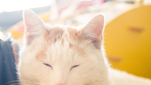 “日本田园猫”是日本本土家猫类，瞧第一张它的眼睛一条缝了