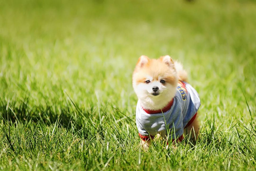 狗狗身上长癣的原因