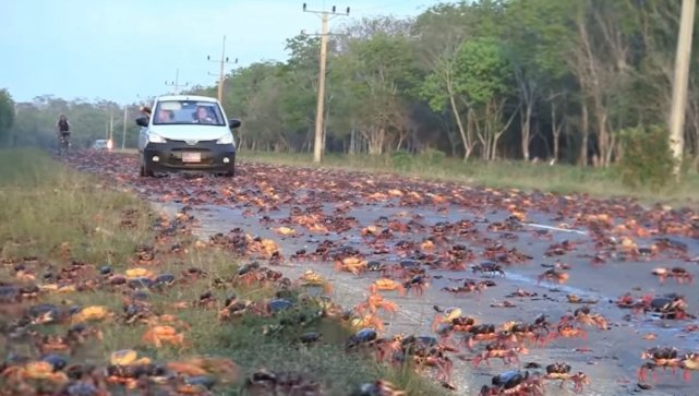 德国大闸蟹泛滥图片