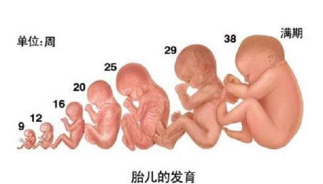 宝宝还在肚子里,医生怎么算出宝宝体重的?学会
