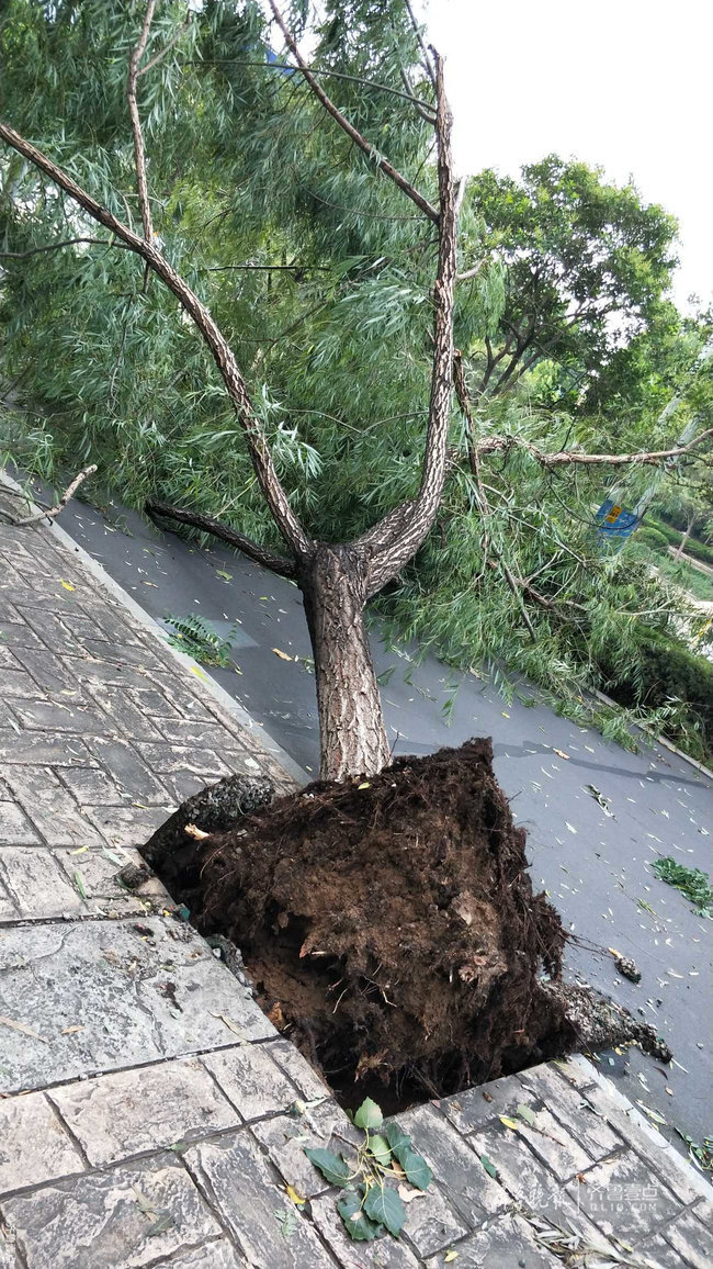 情报站|昨夜疾风骤雨,济南部分路段大树被连根拔起