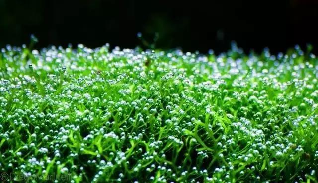 草缸造景：这样的草缸，可以省好多好多钱！