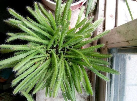 火龙果盆栽种植方法,只要掐1根枝条,7天能发芽