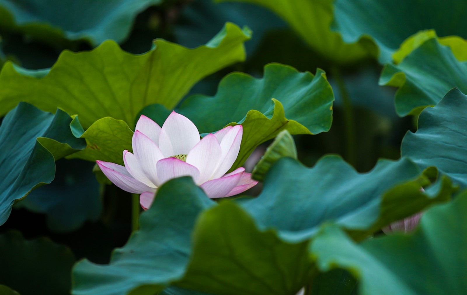 夏天到了荷花开了,或纯洁或娇羞。不管怎样都是那么亭亭玉立
