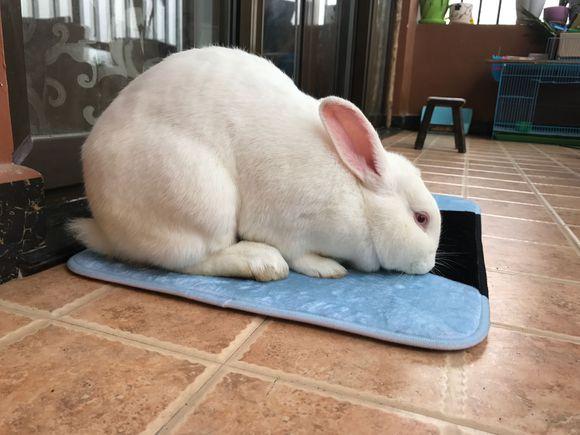 小巧玲珑是一只公主兔的特点,作为公主兔真的