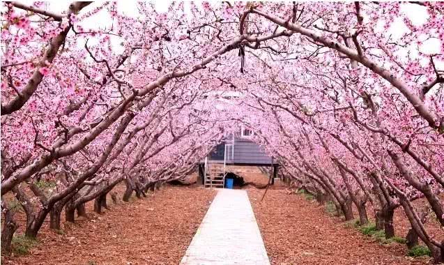 全球最大桃花林，22万亩桃花海是什么样子?