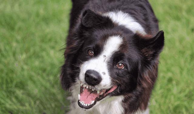 狗发出呜呜的声音有什么含义?为什么会有这样