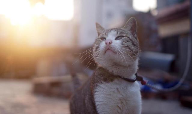 猫咪喜欢主人的6种表现,身为铲屎官的你,见识