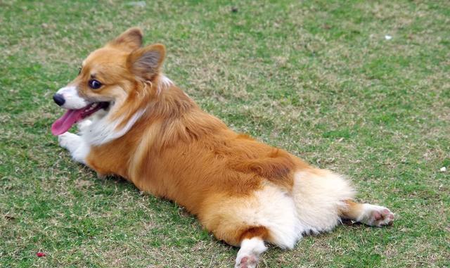 狗狗界的美臀王-柯基犬,看完都想养一只