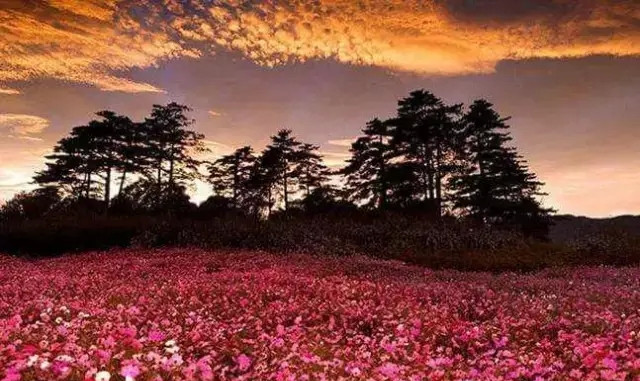 台湾十大最著名观光农场,走进台湾的乡村看一