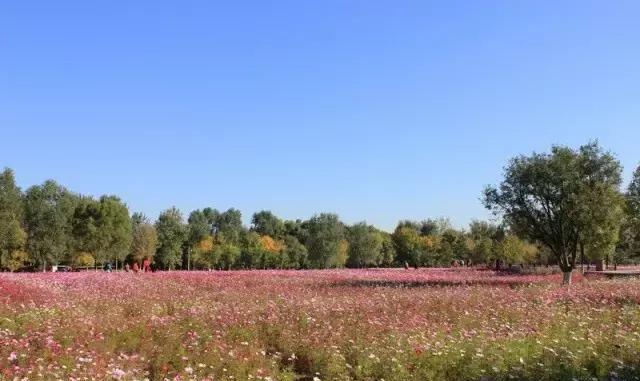 早春三月,京城无处不飞花,邀你一起看花海!
