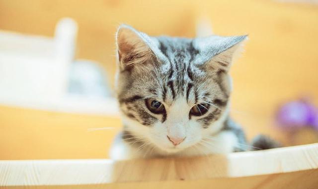 猫咪喜欢主人的6种表现,身为铲屎官的你,见识